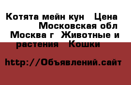 Котята мейн кун › Цена ­ 17 000 - Московская обл., Москва г. Животные и растения » Кошки   